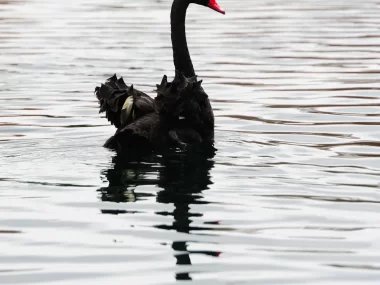 Black Swans and Extreme Loss Modeling